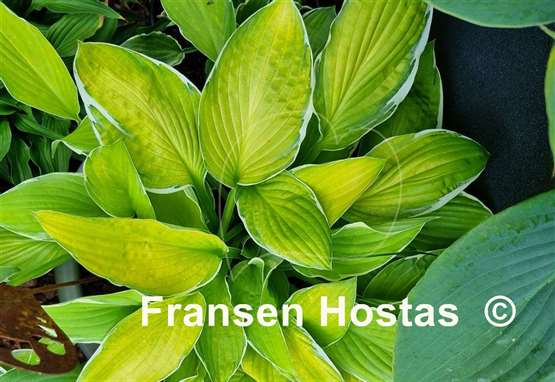 Hosta Hasta Manana